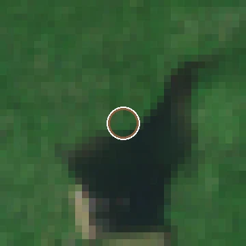 Sentinel-2 crop of a confirmed American chestnut location, before flowering, 2021-05-20