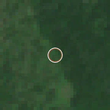 Sentinel-2 crop of a confirmed American chestnut location, flowering window, 2023-07-14