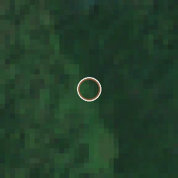 Sentinel-2 crop of a confirmed American chestnut location, after flowering, 2023-08-01