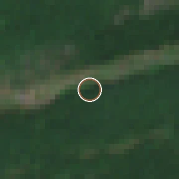 Sentinel-2 crop of a confirmed American chestnut location, after flowering, 2024-07-28