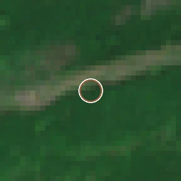 Sentinel-2 crop of a confirmed American chestnut location, before flowering, 2024-05-24