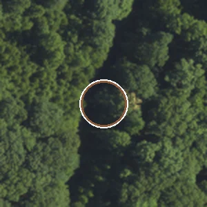 NAIP aerial crop of a confirmed American chestnut location, 2022-07-03