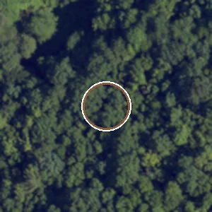 NAIP aerial crop of a confirmed American chestnut location, 2022-06-25